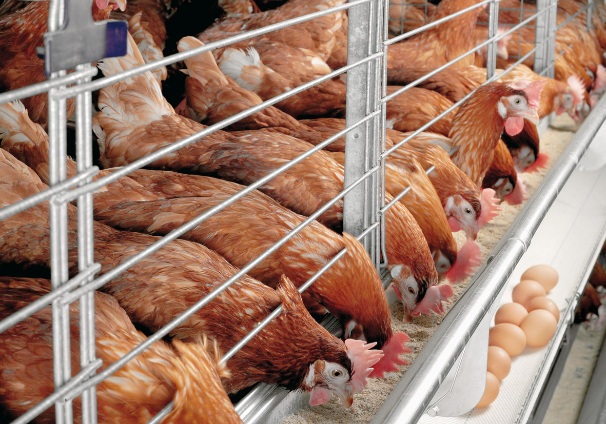 Применение концепции ХАССП на птицефабриках 